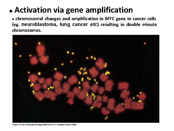 n Activation via gene amplification chromosomal changes and amplification in MYC gene in cancer