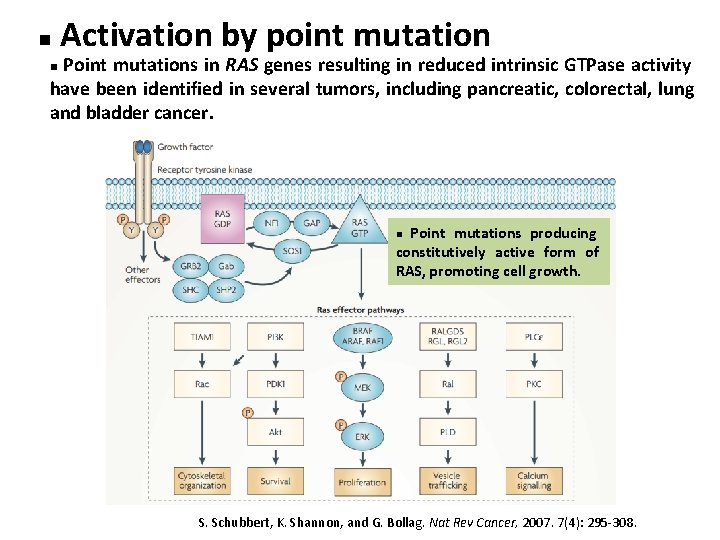 n Activation by point mutation Point mutations in RAS genes resulting in reduced intrinsic