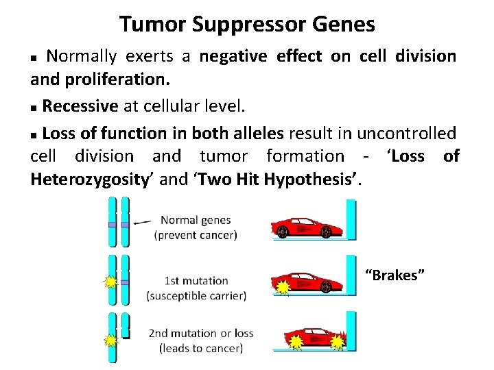 Tumor Suppressor Genes Normally exerts a negative effect on cell division and proliferation. n