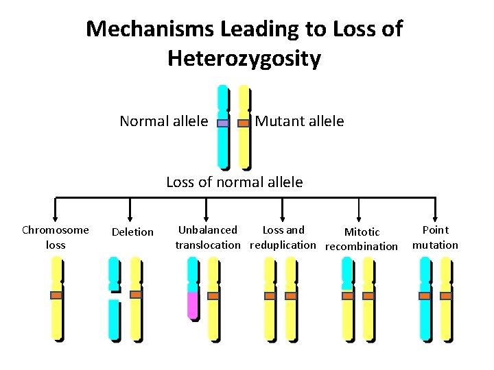 Mechanisms Leading to Loss of Heterozygosity Normal allele Mutant allele Loss of normal allele