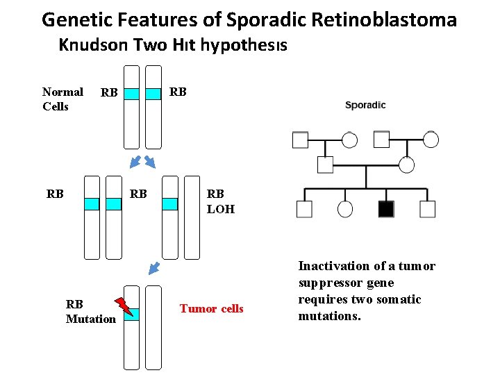 Genetic Features of Sporadic Retinoblastoma Knudson Two Hıt hypothesıs Normal Cells RB RB RB