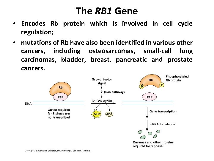 The RB 1 Gene • Encodes Rb protein which is involved in cell cycle