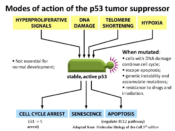 Modes of action of the p 53 tumor suppressor When mutated: § Not essential