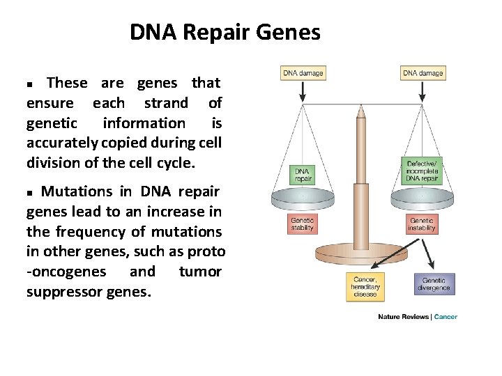 DNA Repair Genes These are genes that ensure each strand of genetic information is