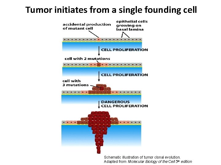 Tumor initiates from a single founding cell Schematic illustration of tumor clonal evolution. Adapted