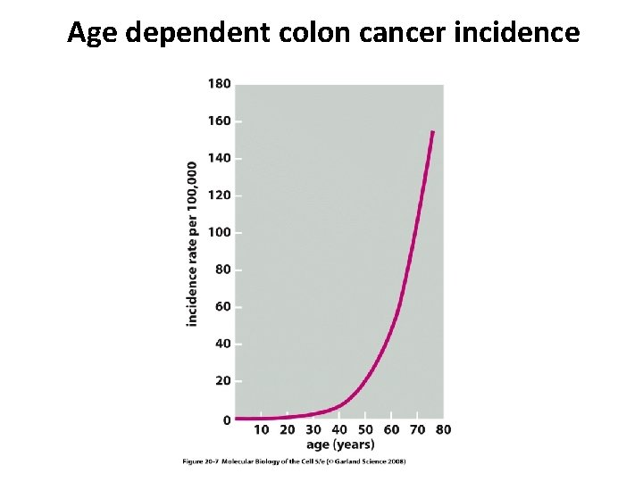 Age dependent colon cancer incidence 