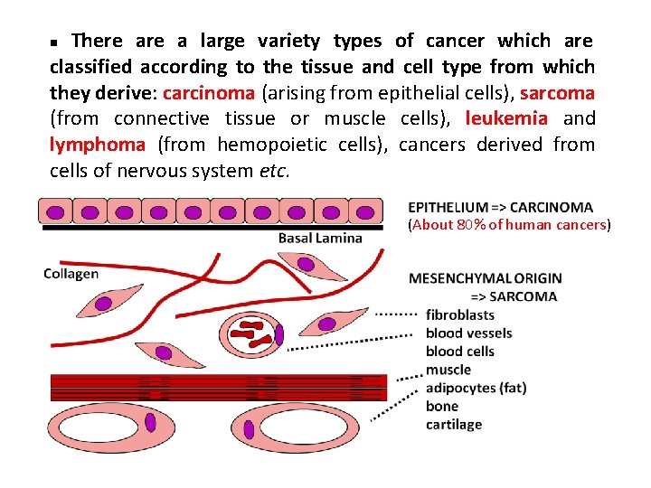  There a large variety types of cancer which are classified according to the