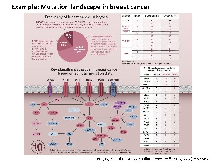 Example: Mutation landscape in breast cancer Polyak, K. and O. Metzger Filho. Cancer cell,