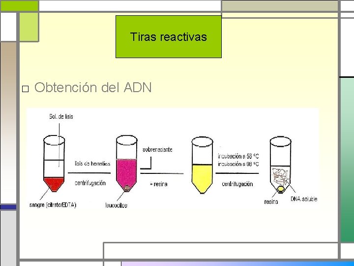 Tiras reactivas □ Obtención del ADN 