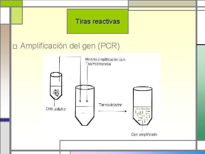 Tiras reactivas □ Amplificación del gen (PCR) 