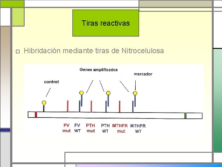 Tiras reactivas □ Hibridación mediante tiras de Nitrocelulosa 