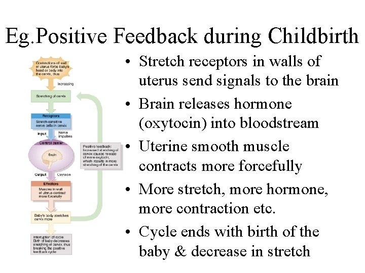 Eg. Positive Feedback during Childbirth • Stretch receptors in walls of uterus send signals