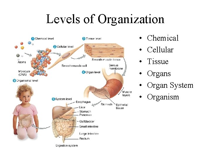 Levels of Organization • • • Chemical Cellular Tissue Organs Organ System Organism 