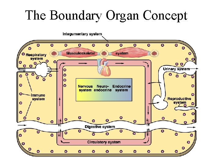 The Boundary Organ Concept 
