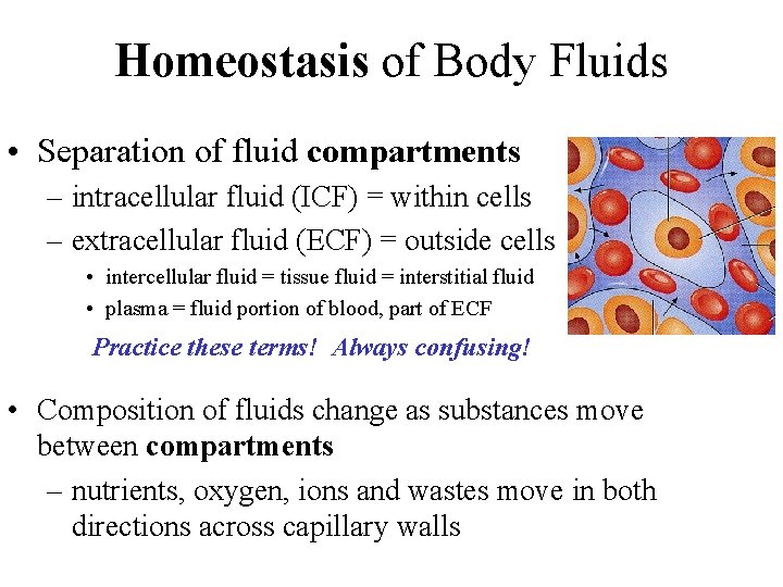 Homeostasis of Body Fluids • Separation of fluid compartments – intracellular fluid (ICF) =