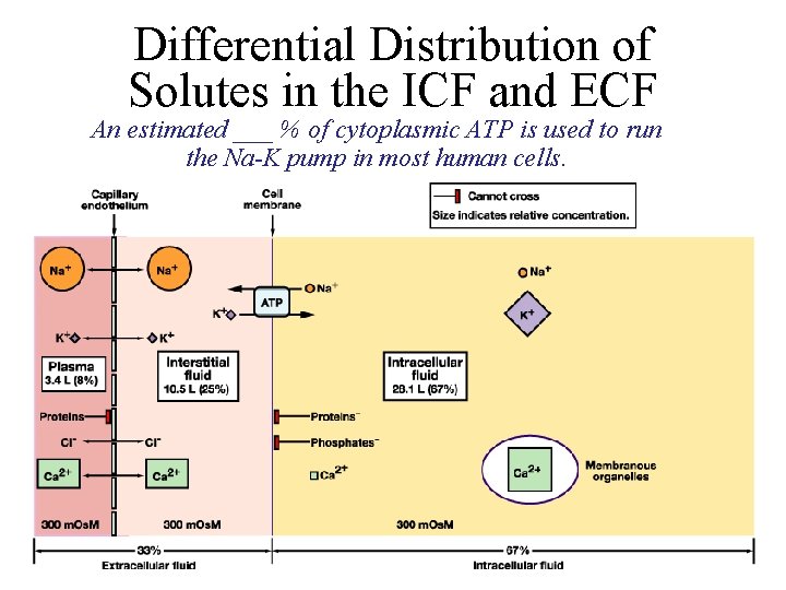 Differential Distribution of Solutes in the ICF and ECF An estimated ___ % of
