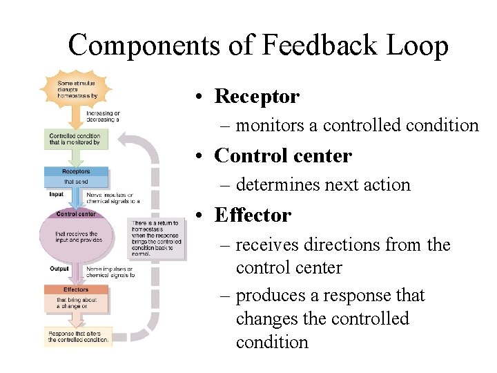 Components of Feedback Loop • Receptor – monitors a controlled condition • Control center