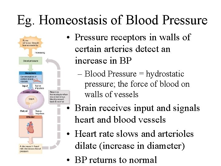 Eg. Homeostasis of Blood Pressure • Pressure receptors in walls of certain arteries detect