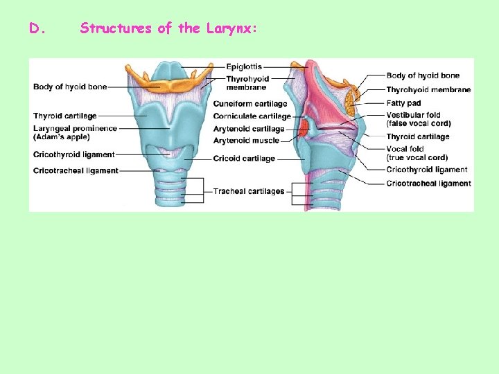 D. Structures of the Larynx: 