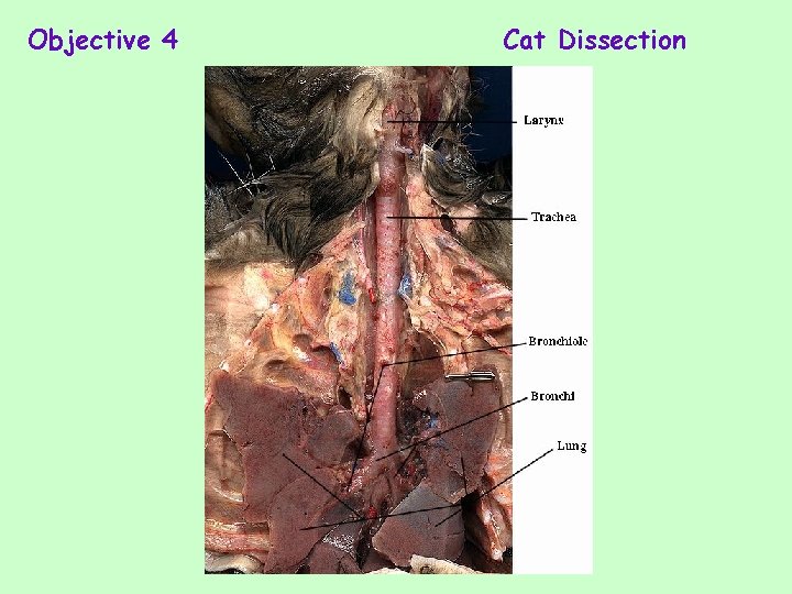 Objective 4 Cat Dissection 
