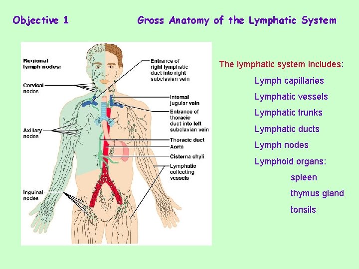 Objective 1 Gross Anatomy of the Lymphatic System The lymphatic system includes: Lymph capillaries