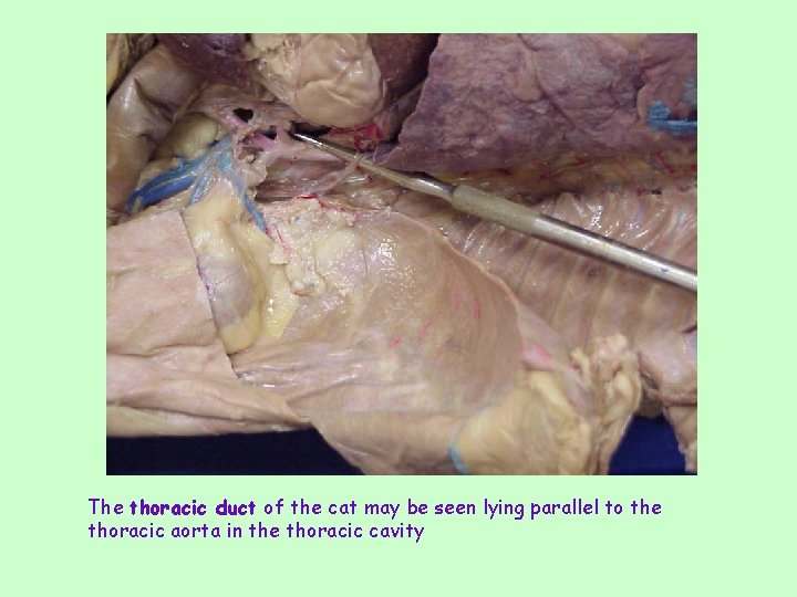 The thoracic duct of the cat may be seen lying parallel to the thoracic