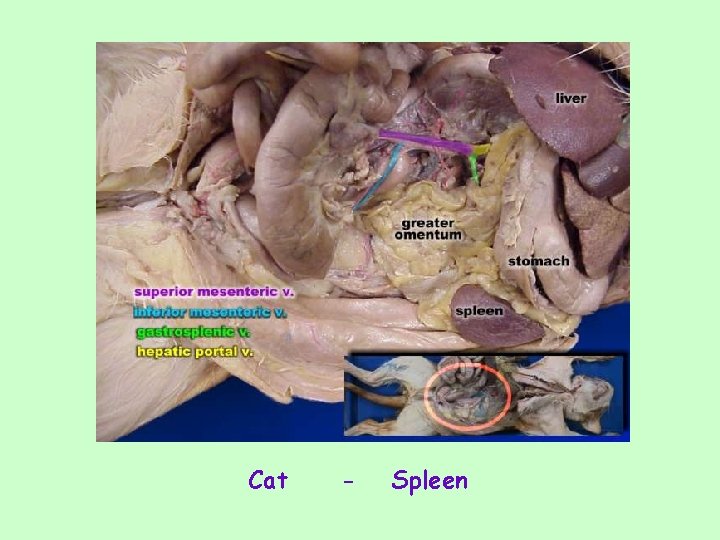 Cat - Spleen 