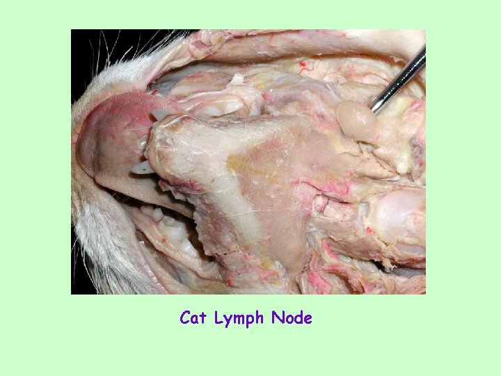 Cat Lymph Node 