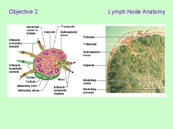 Objective 2 Lymph Node Anatomy 
