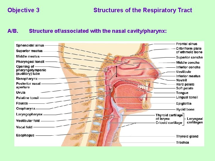 Objective 3 A/B. Structures of the Respiratory Tract Structure of/associated with the nasal cavity/pharynx: