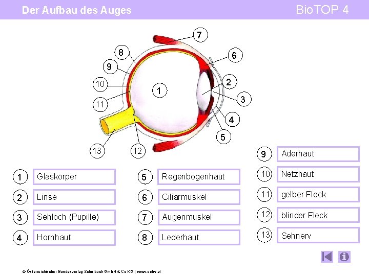 Bio. TOP 4 Der Aufbau des Auges 7 8 6 9 10 2 1