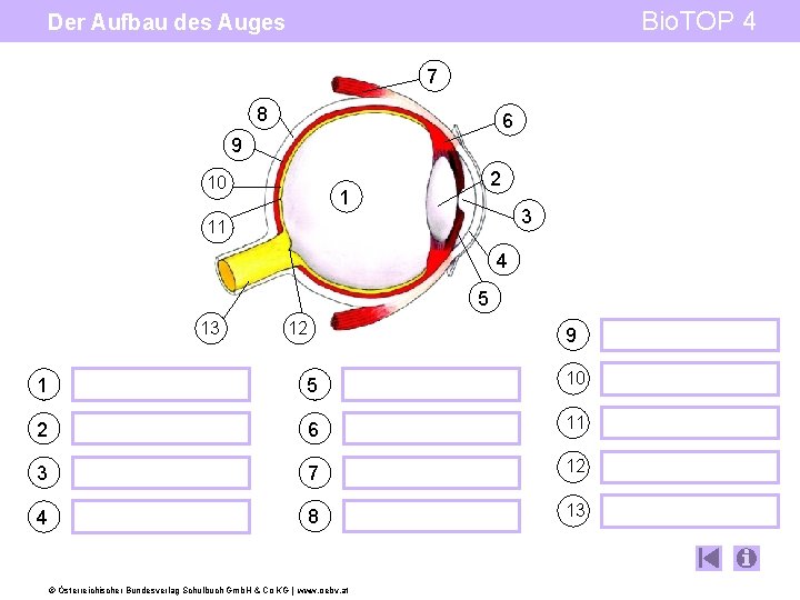 Bio. TOP 4 Der Aufbau des Auges 7 8 6 9 10 2 1