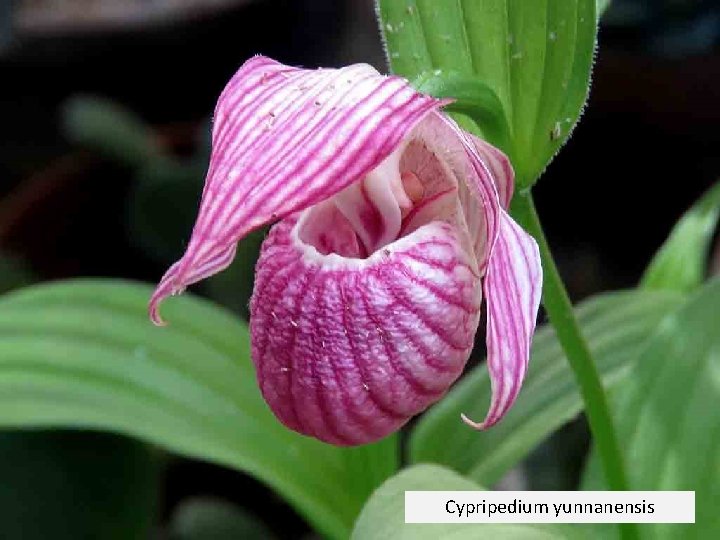 Cypripedium yunnanensis 