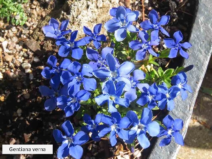 Gentiana verna 