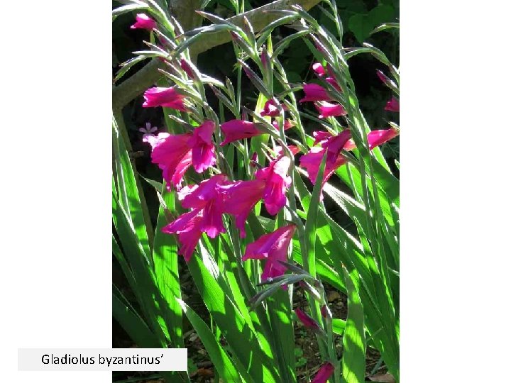 Gladiolus byzantinus’ 