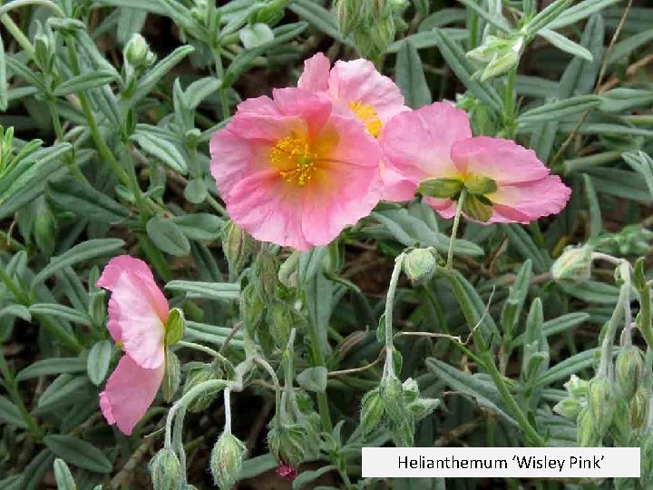 Helianthemum ‘Wisley Pink’ 