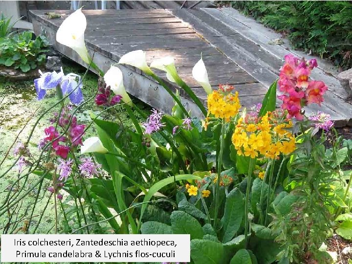 Iris colchesteri, Zantedeschia aethiopeca, Primula candelabra & Lychnis flos-cuculi 