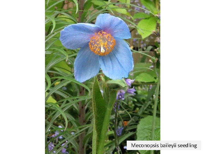 Meconopsis baileyii seedling 