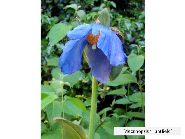 Meconopsis ‘Huntfield’ 