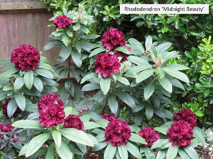 Rhododendron ‘Midnight Beauty’ 