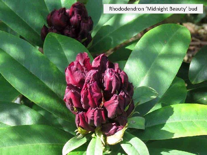 Rhododendron ‘Midnight Beauty’ bud 