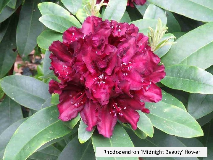Rhododendron ‘Midnight Beauty’ flower 