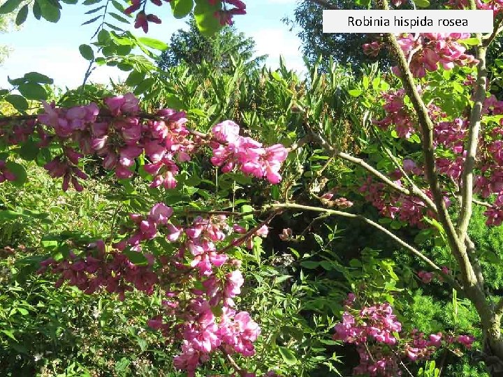Robinia hispida rosea 