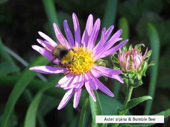 Aster alpina & Bumble Bee 