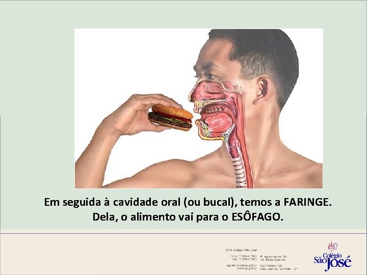 Em seguida à cavidade oral (ou bucal), temos a FARINGE. Dela, o alimento vai