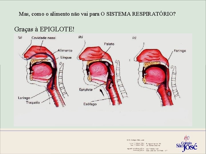 Mas, como o alimento não vai para O SISTEMA RESPIRATÓRIO? Graças à EPIGLOTE! 
