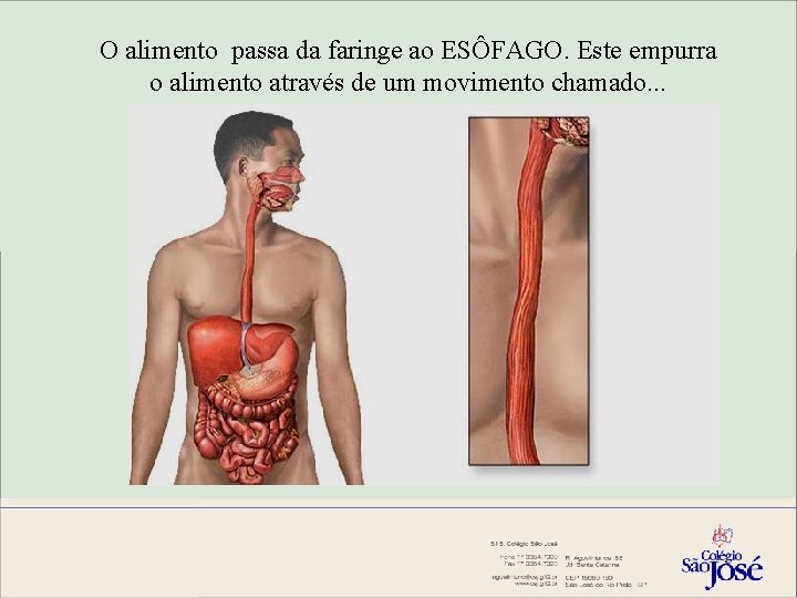 O alimento passa da faringe ao ESÔFAGO. Este empurra o alimento através de um