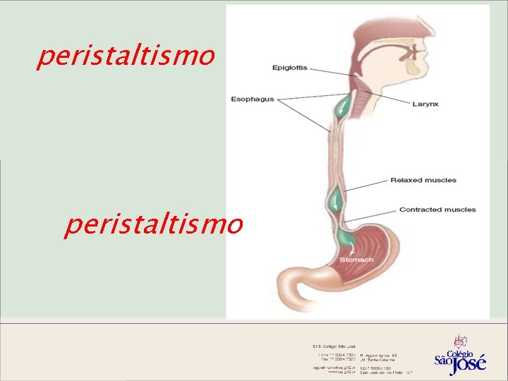 peristaltismo 