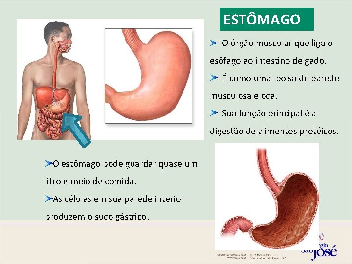 ESTÔMAGO O órgão muscular que liga o esôfago ao intestino delgado. É como uma