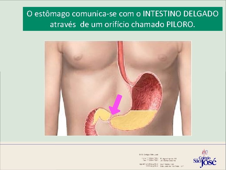 O estômago comunica-se com o INTESTINO DELGADO através de um orifício chamado PILORO. 
